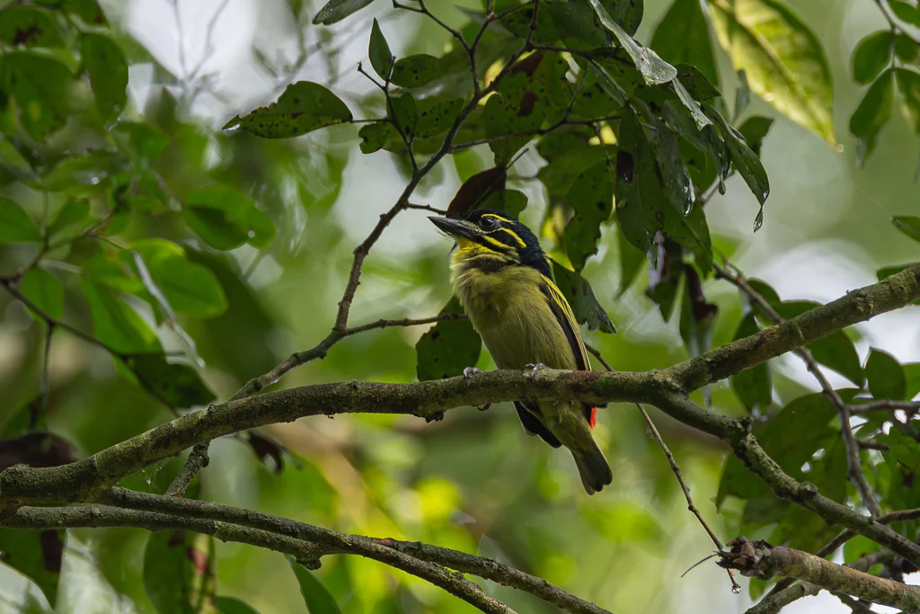 红腰小拟啄木鸟(Pogoniulus atroflavus)
