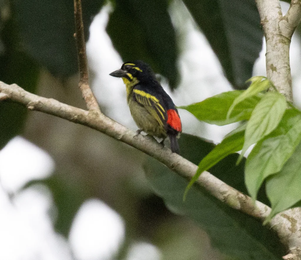 红腰小拟啄木鸟(Pogoniulus atroflavus)