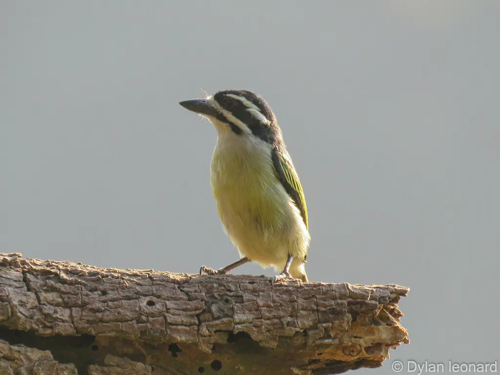 金腰小拟啄木鸟(Pogoniulus bilineatus)