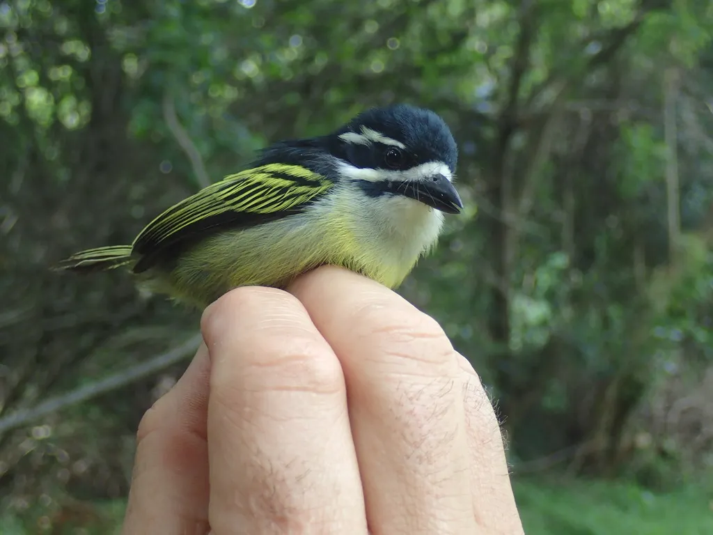 金腰小拟啄木鸟(Pogoniulus bilineatus)