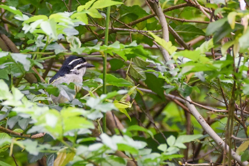 金腰小拟啄木鸟(Pogoniulus bilineatus)