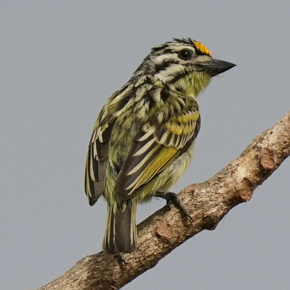 黄额小拟啄木鸟(Pogoniulus chrysoconus)