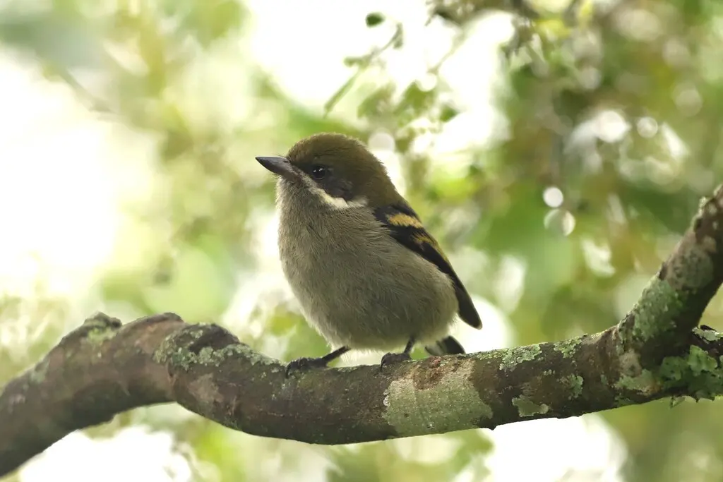 须绿小拟啄木鸟(Pogoniulus leucomystax)