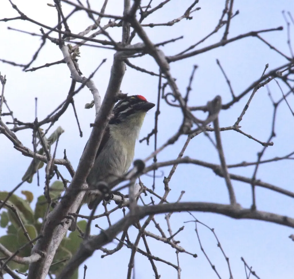 红额小拟啄木鸟(Pogoniulus pusillus)
