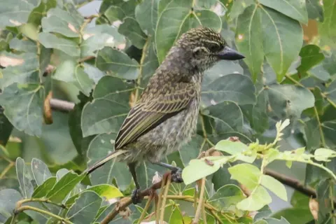 点斑小拟啄木鸟