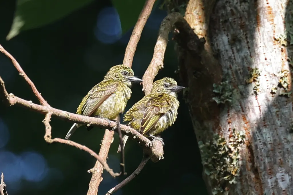点斑小拟啄木鸟(Pogoniulus scolopaceus)