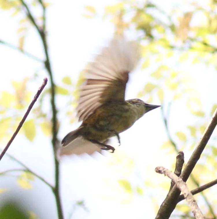 点斑小拟啄木鸟(Pogoniulus scolopaceus)