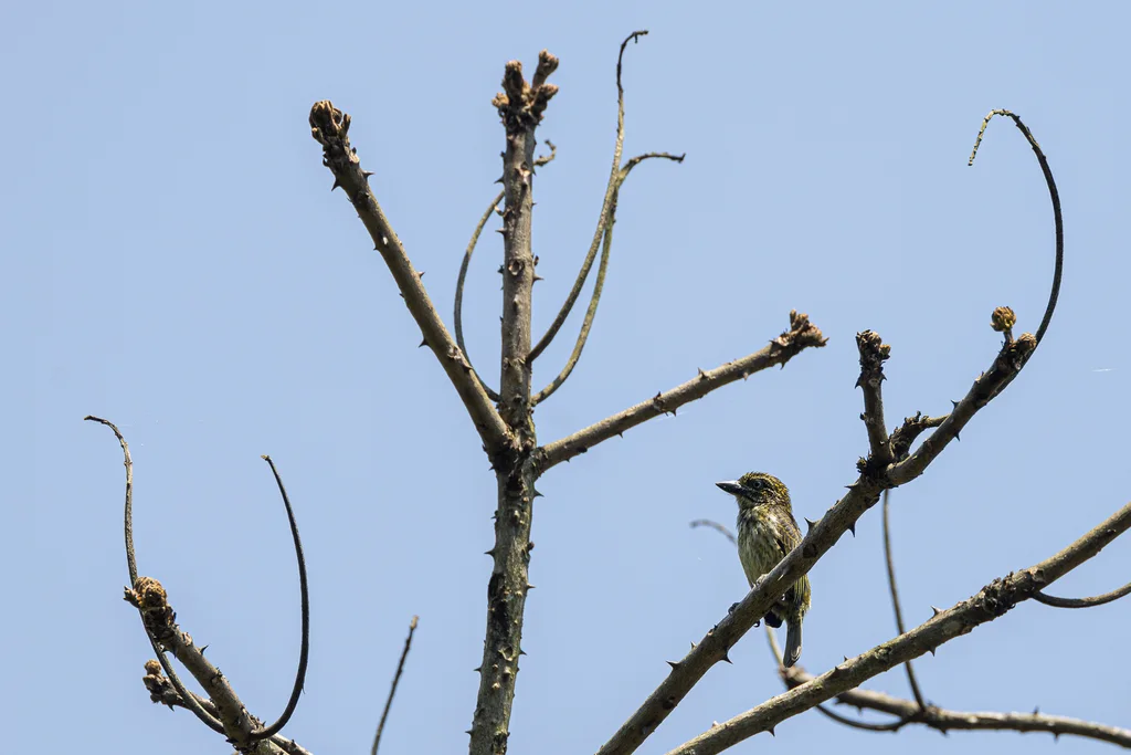 点斑小拟啄木鸟(Pogoniulus scolopaceus)