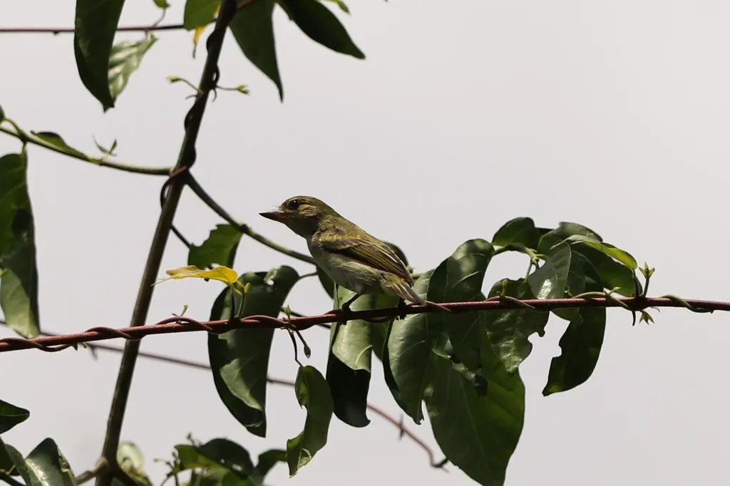 绿小拟啄木鸟(Pogoniulus simplex)