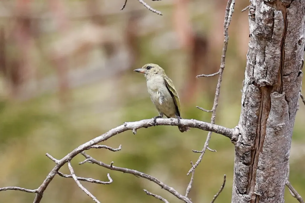 绿小拟啄木鸟(Pogoniulus simplex)