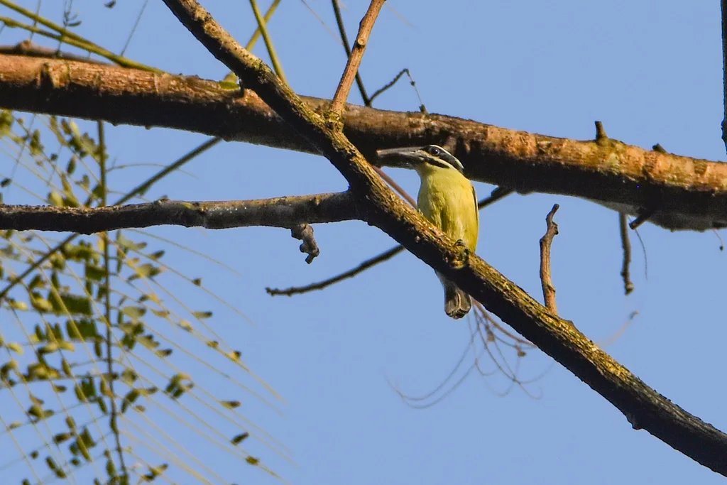 黄喉小拟啄木鸟(Pogoniulus subsulphureus)