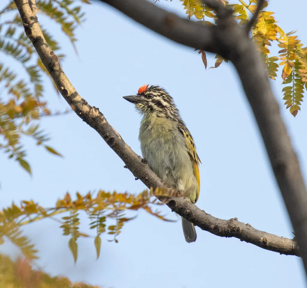 北红额小拟啄木鸟(Pogoniulus uropygialis)