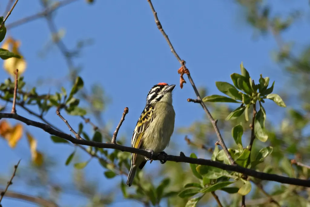 北红额小拟啄木鸟(Pogoniulus uropygialis)