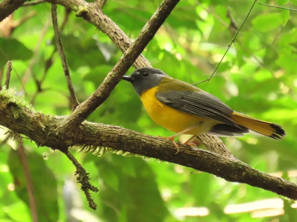 白点鸲(Pogonocichla stellata)