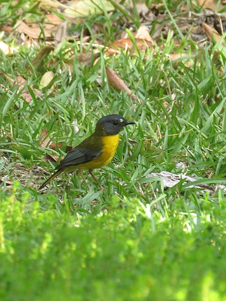 白点鸲(Pogonocichla stellata)