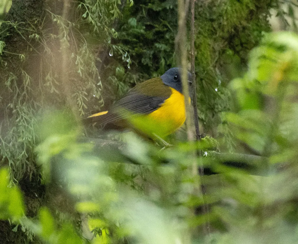 白点鸲(Pogonocichla stellata)
