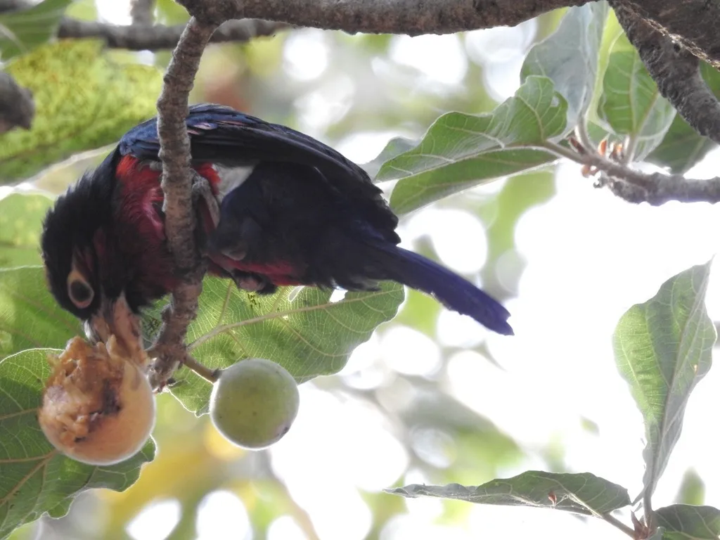 双齿拟啄木鸟（Pogonornis bidentatus）