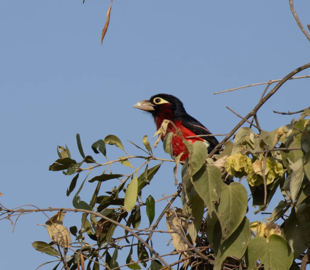 双齿拟啄木鸟（Pogonornis bidentatus）