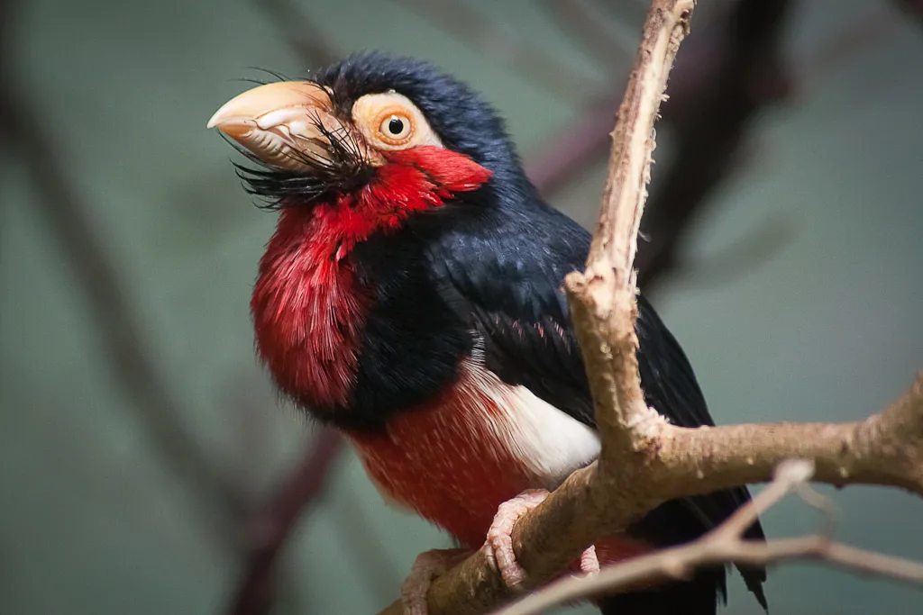 须拟啄木鸟(Pogonornis dubius)