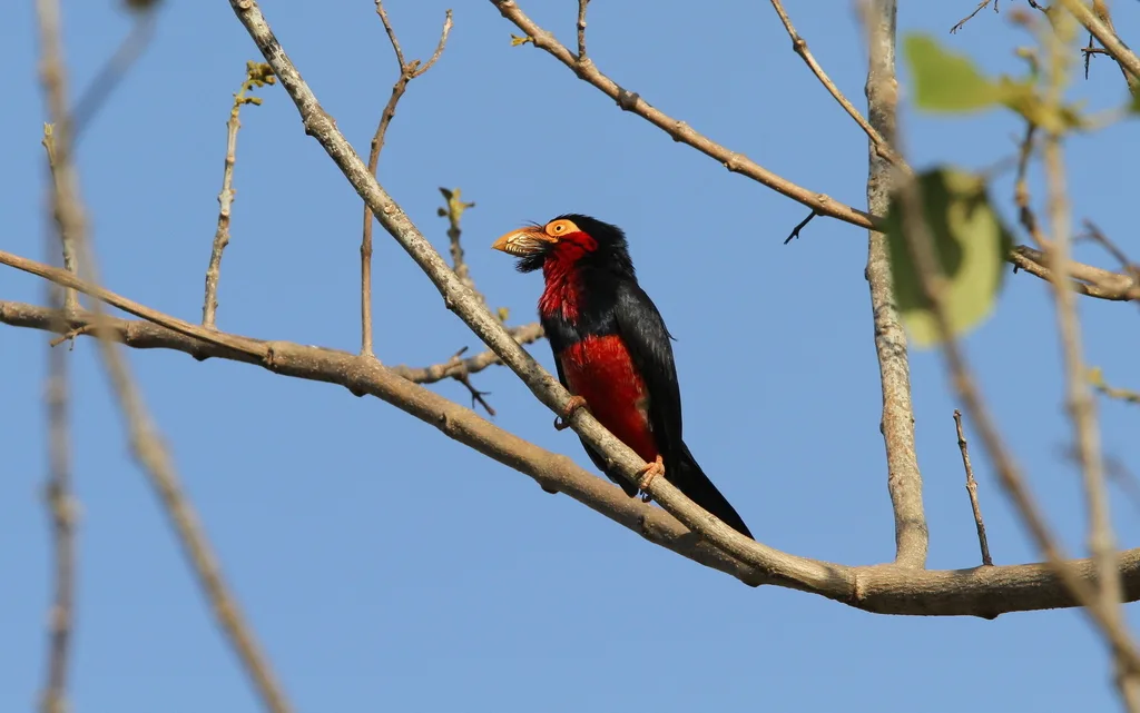 须拟啄木鸟(Pogonornis dubius)