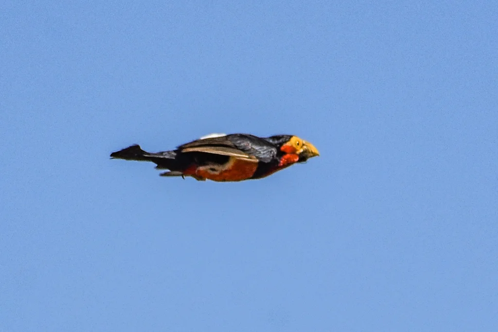 须拟啄木鸟(Pogonornis dubius)