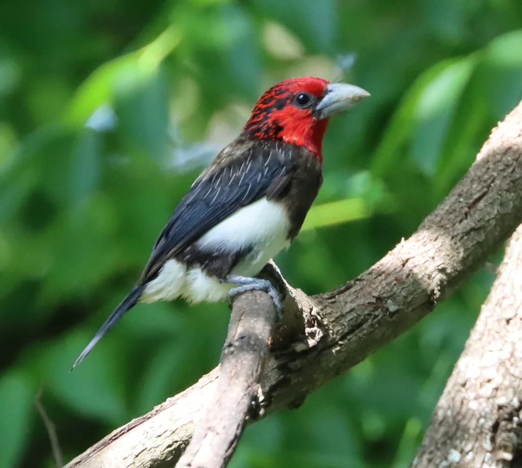 褐胸拟啄木鸟(Pogonornis melanopterus)