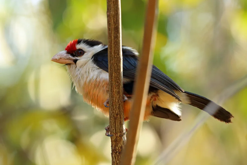 黑背拟啄木鸟(Pogonornis minor)