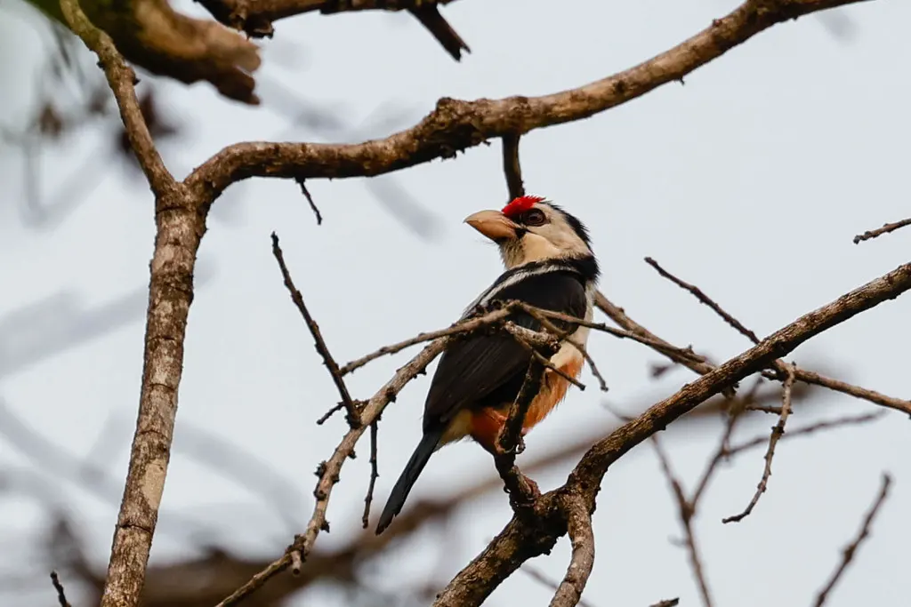 黑背拟啄木鸟(Pogonornis minor)