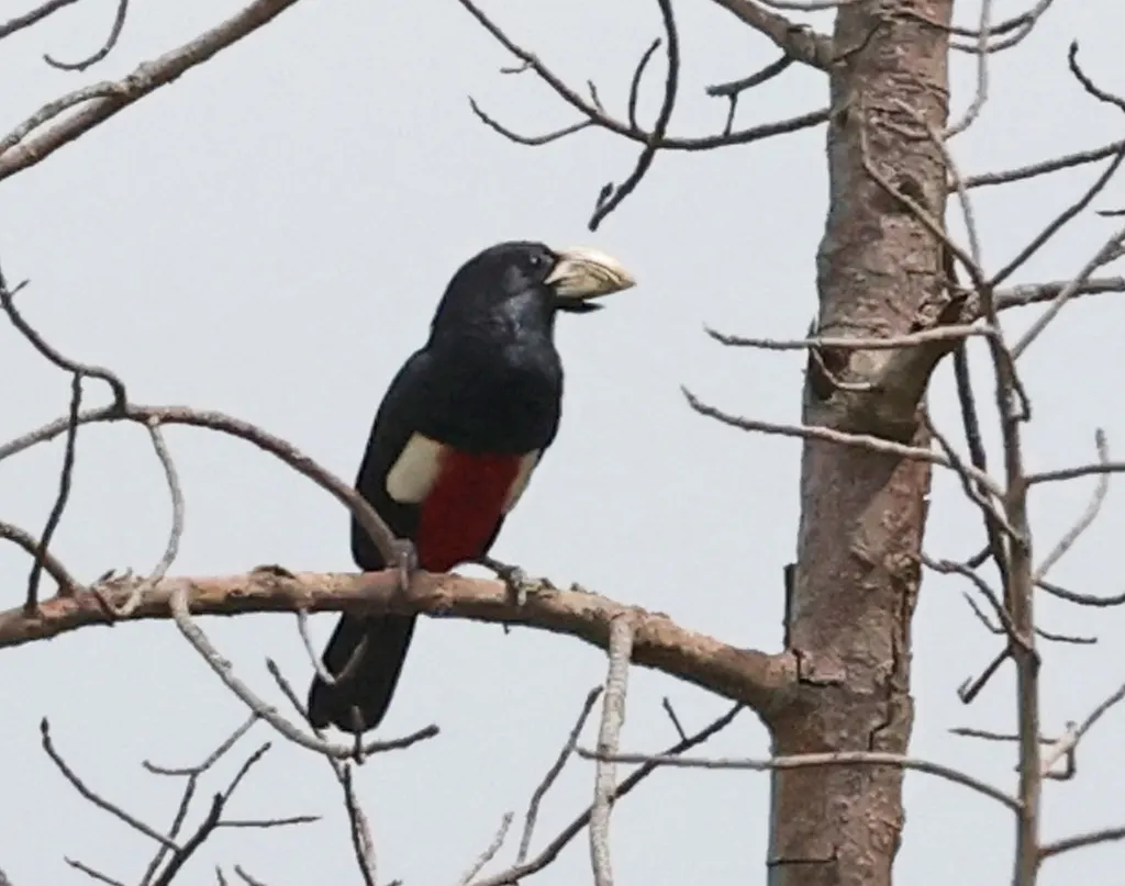 黑胸拟啄木鸟(Pogonornis rolleti)