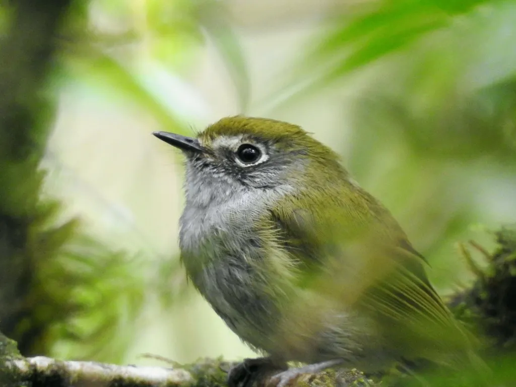 巴西姬霸鹟(Pogonotriccus difficilis)