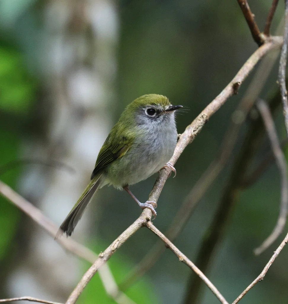 巴西姬霸鹟(Pogonotriccus difficilis)