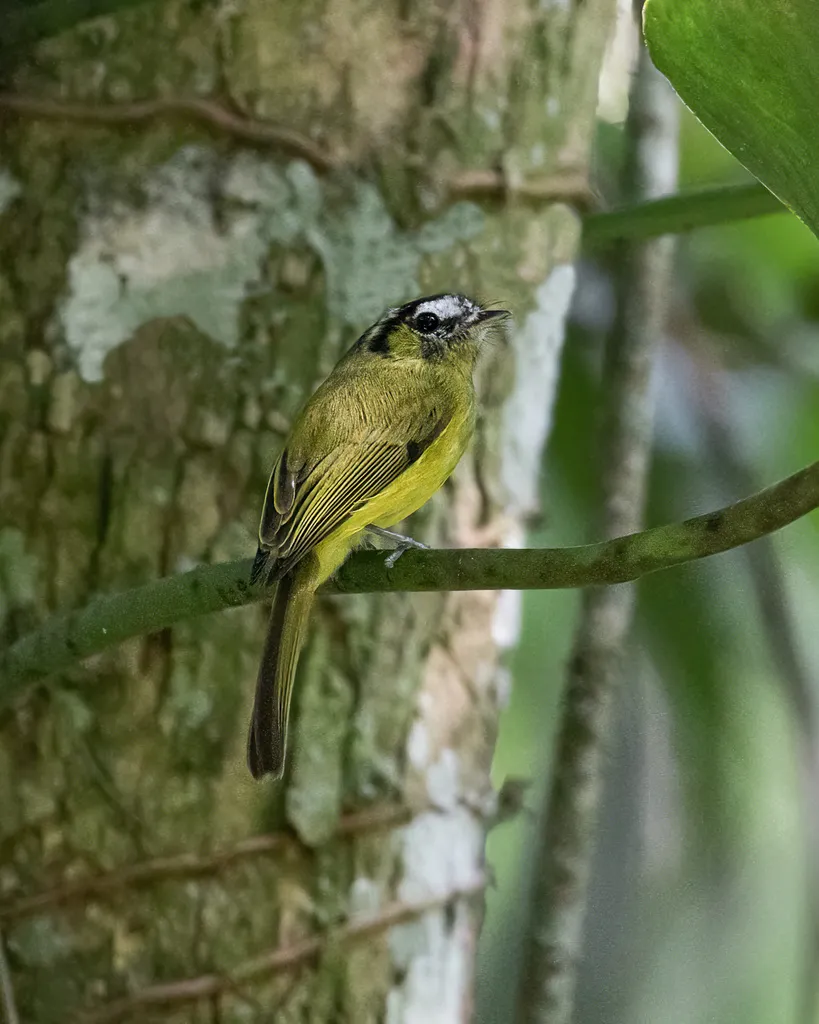 南须霸鹟(Pogonotriccus eximius)