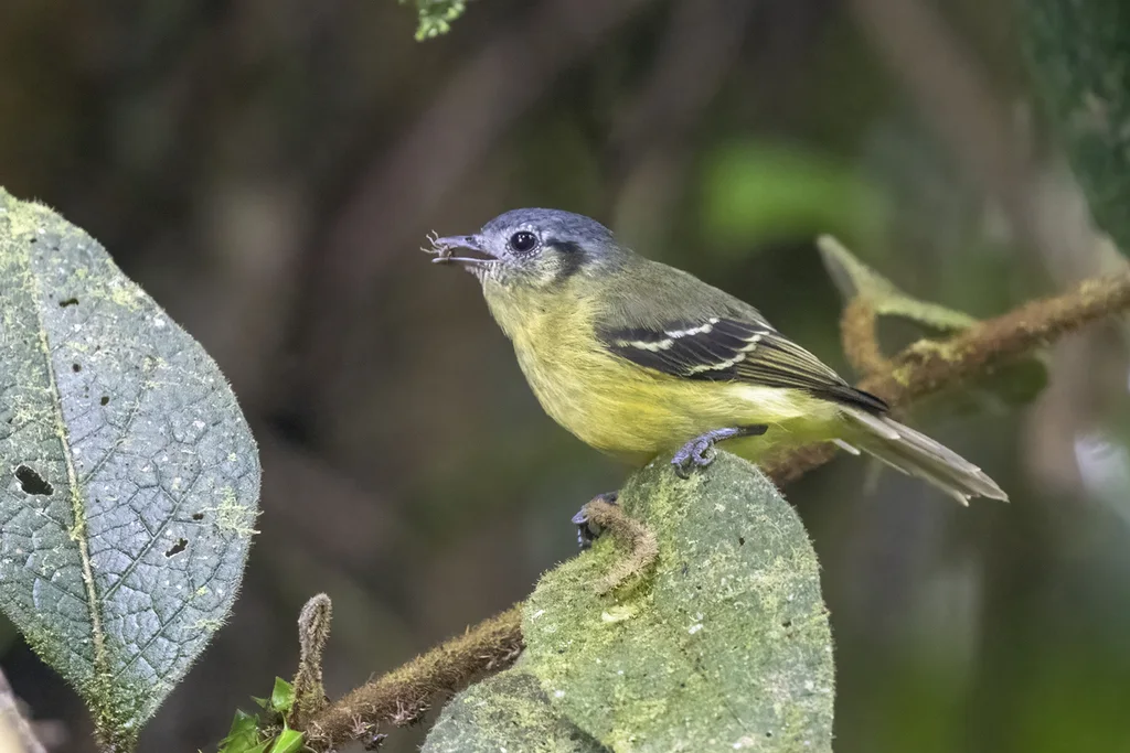 纹脸须霸鹟(Pogonotriccus ophthalmicus)