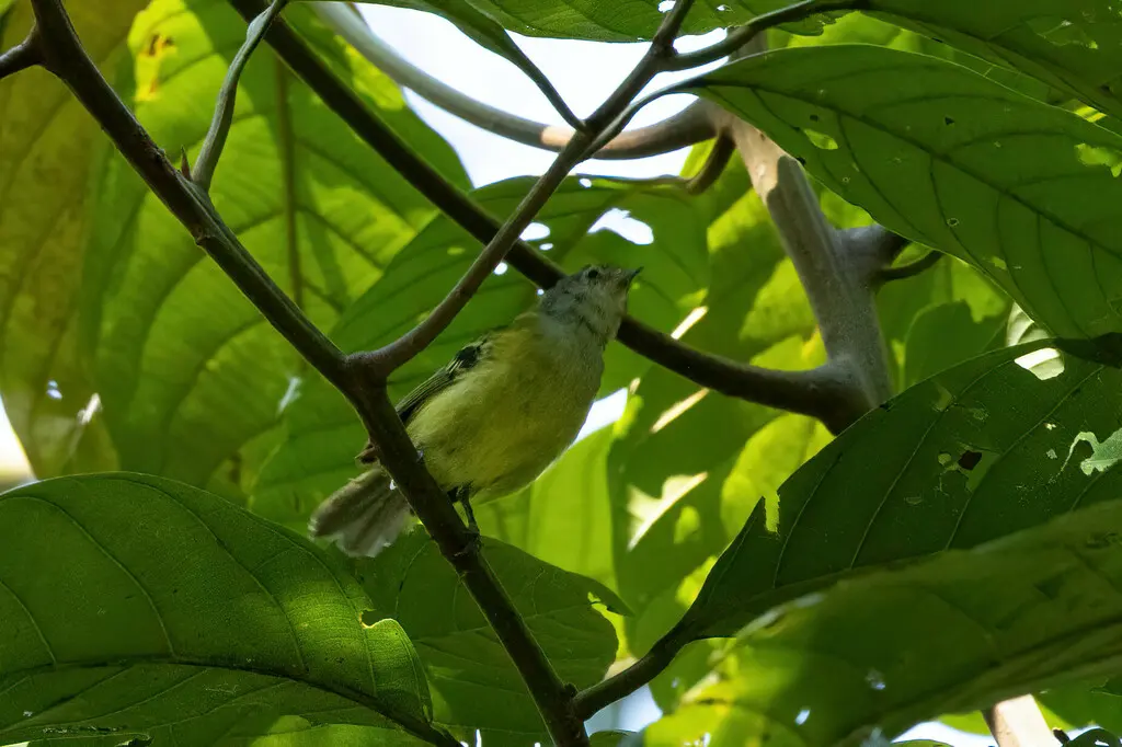 眼斑须霸鹟(Pogonotriccus orbitalis)