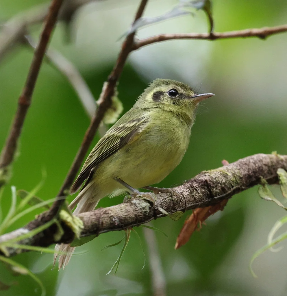 圣保罗姬霸鹟（Pogonotriccus paulista）
