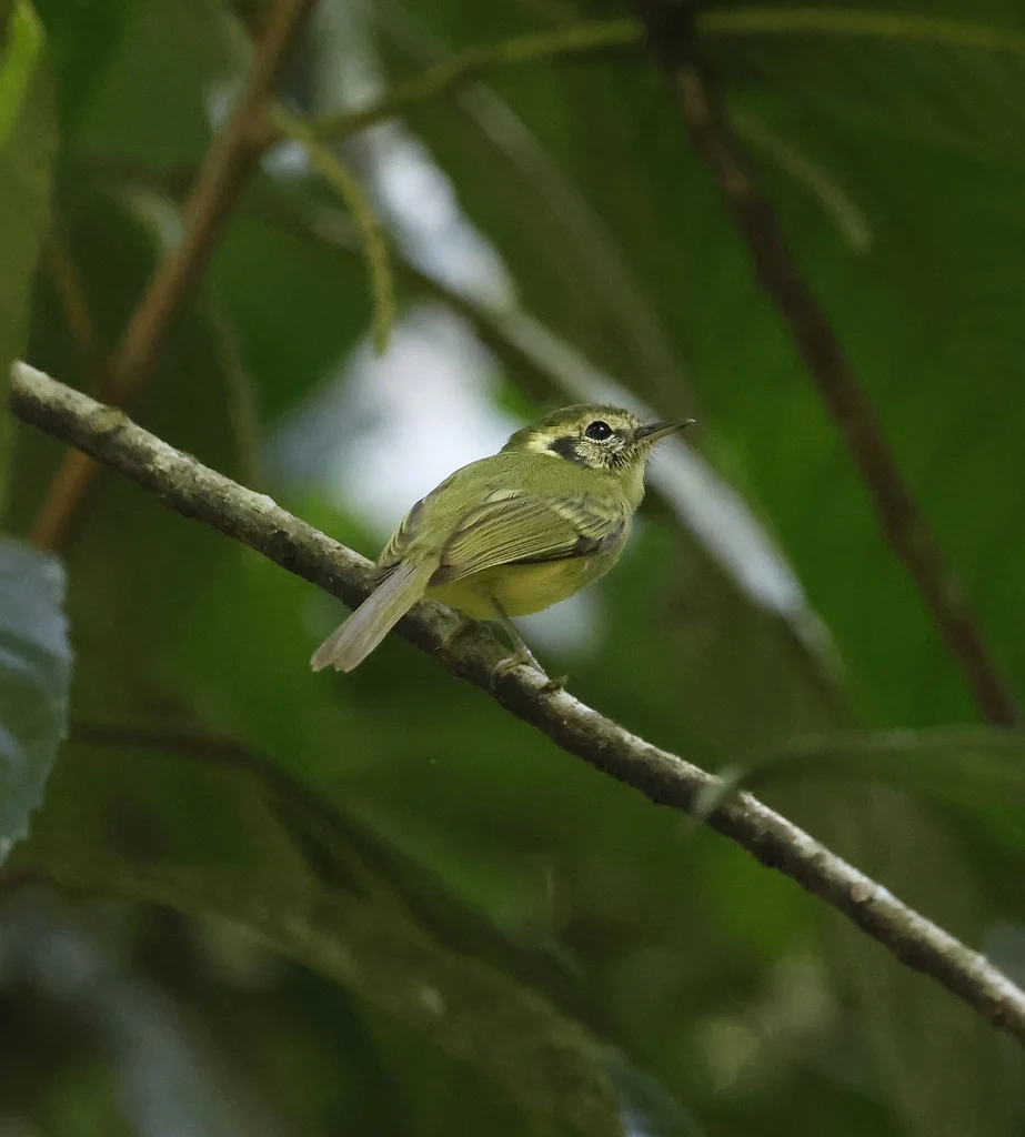 圣保罗姬霸鹟（Pogonotriccus paulista）