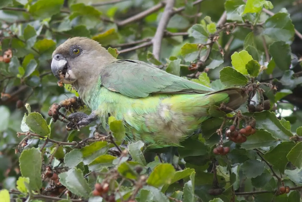 褐头鹦鹉(Poicephalus cryptoxanthus)