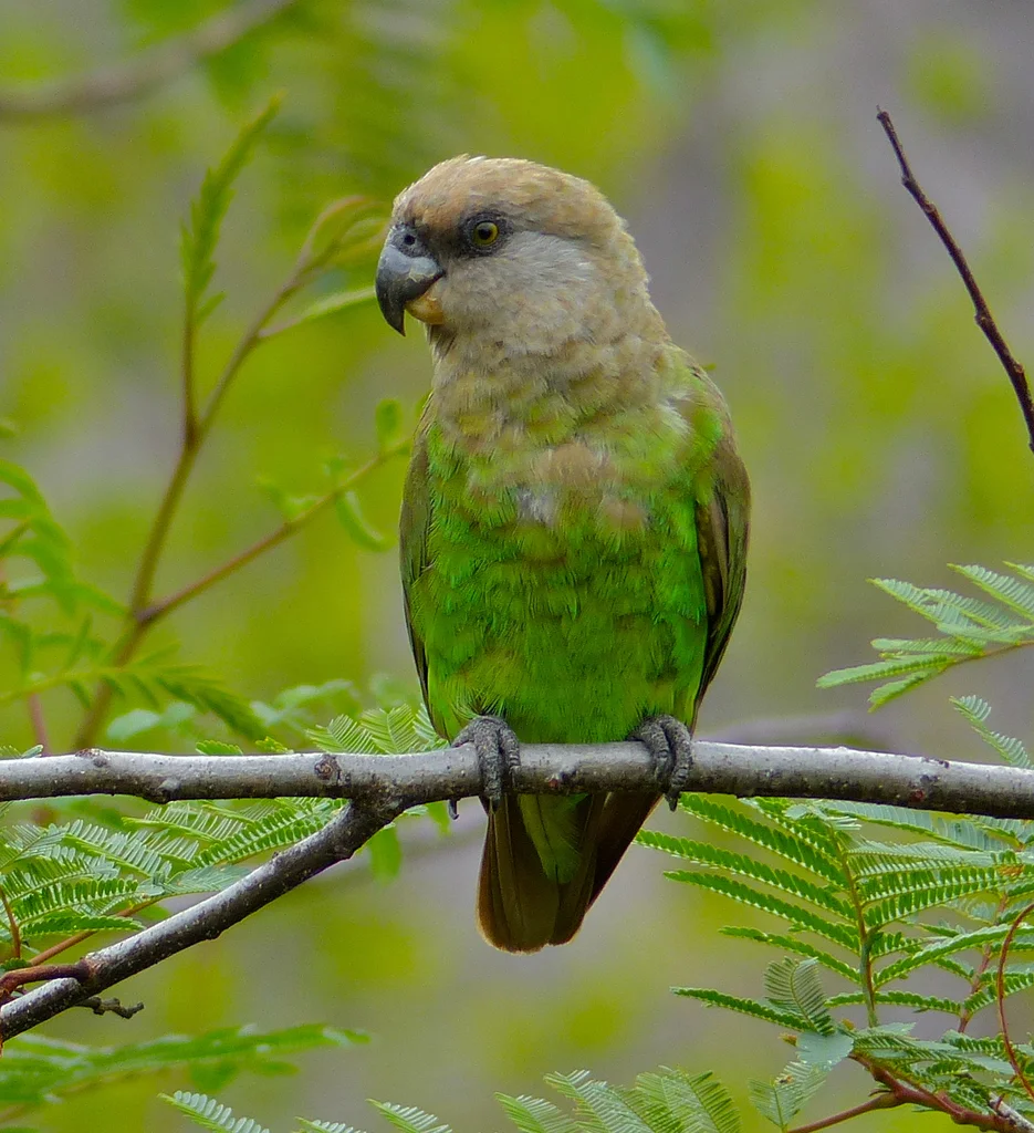 褐头鹦鹉(Poicephalus cryptoxanthus)