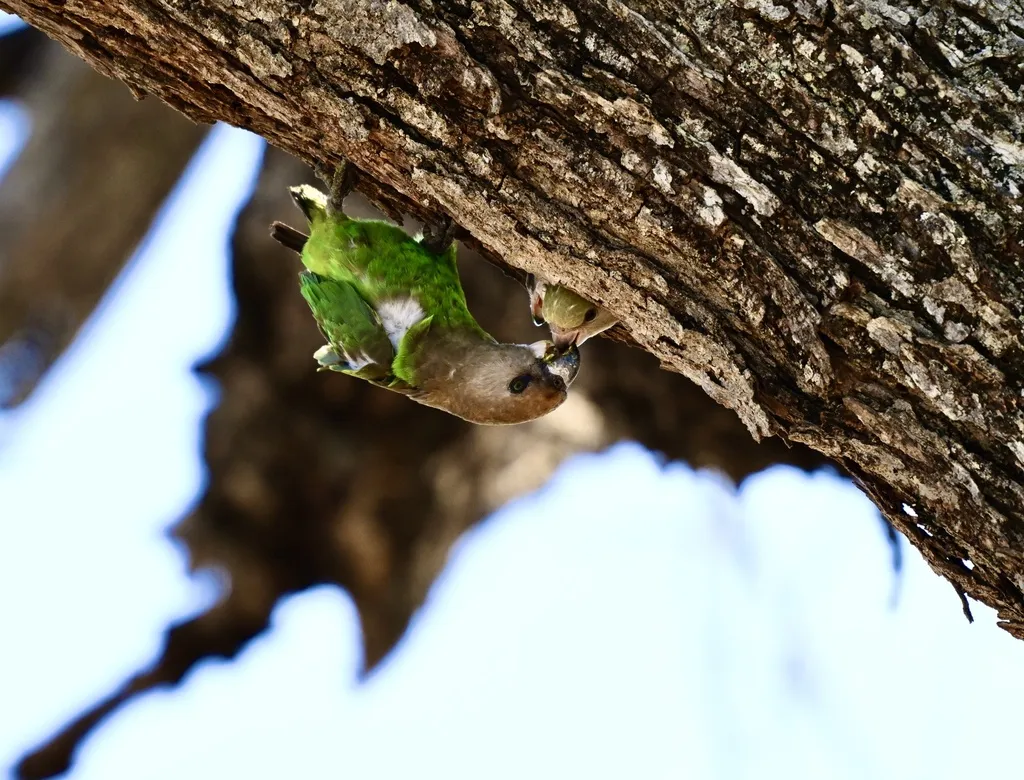 褐头鹦鹉(Poicephalus cryptoxanthus)