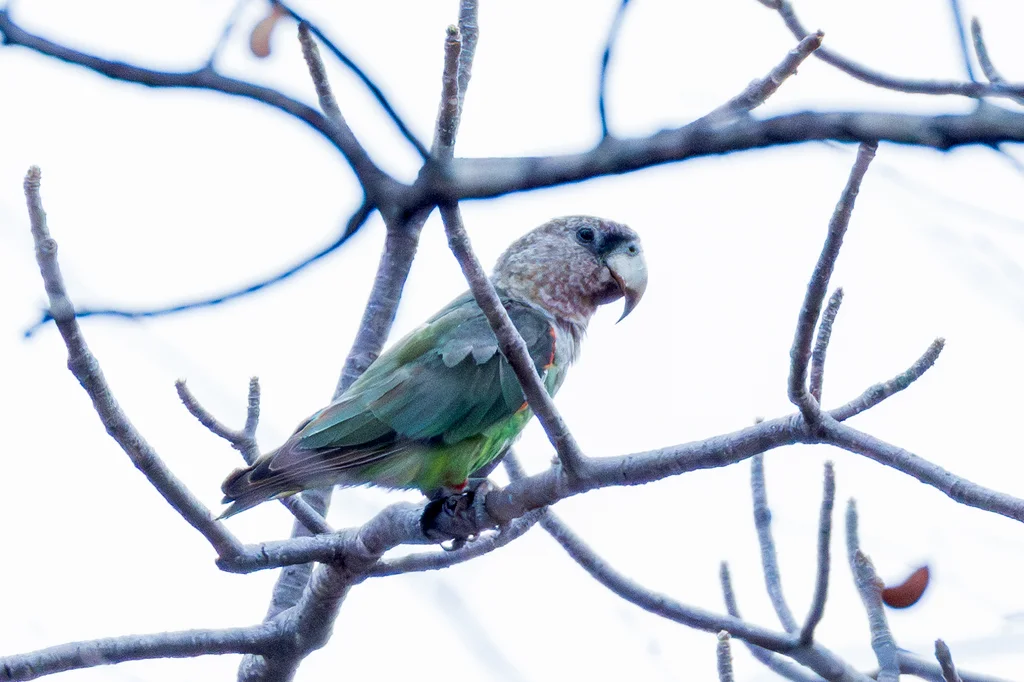 褐颈鹦鹉(Poicephalus fuscicollis)