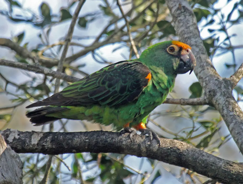 非洲红额鹦鹉(Poicephalus gulielmi)