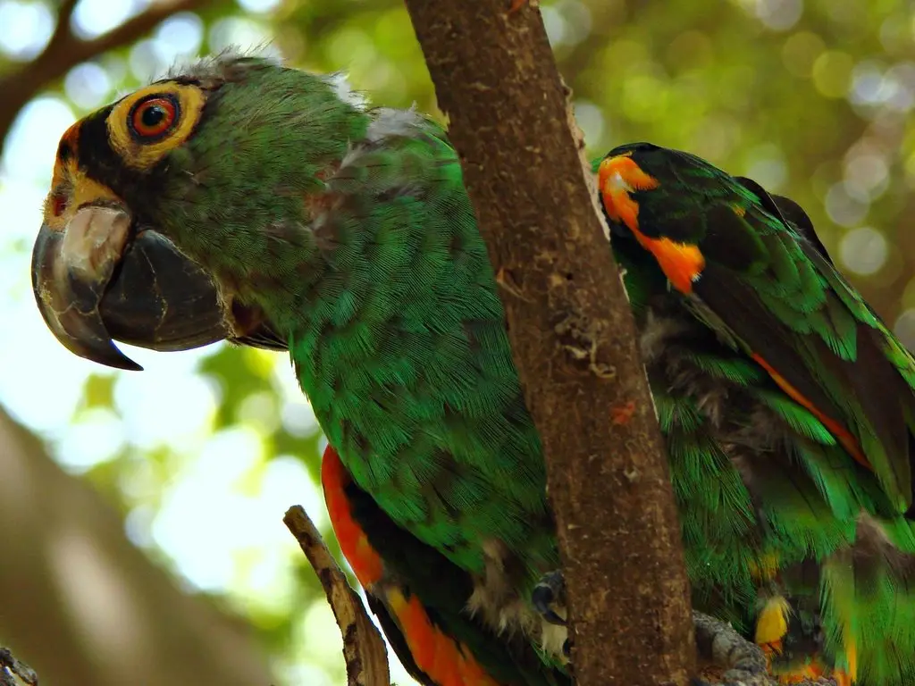 非洲红额鹦鹉(Poicephalus gulielmi)