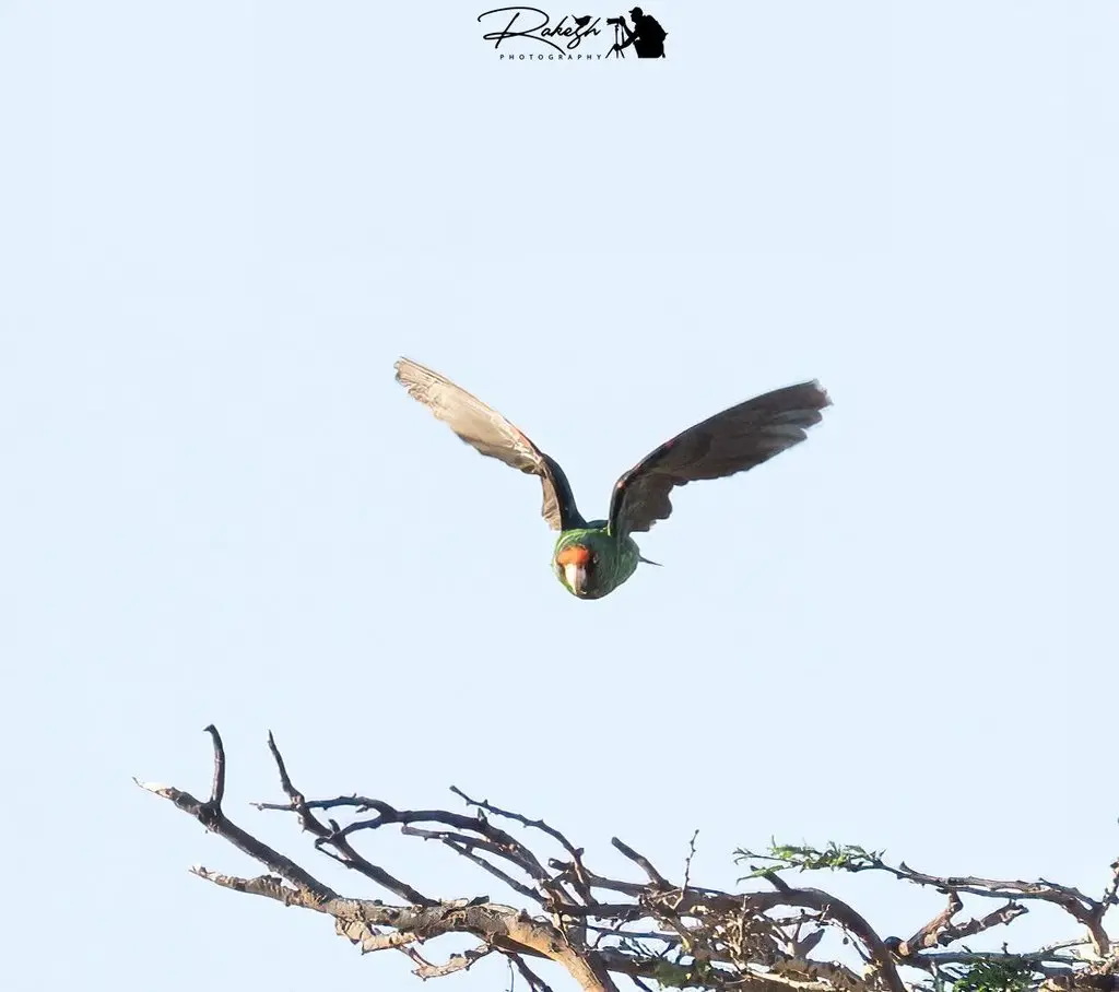 非洲红额鹦鹉(Poicephalus gulielmi)