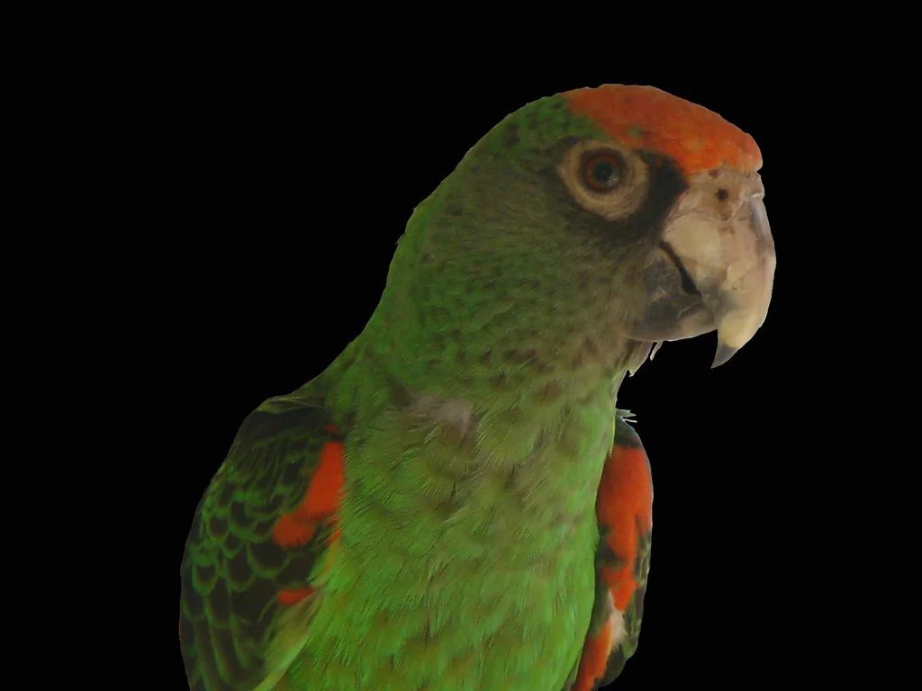 非洲红额鹦鹉(Poicephalus gulielmi)