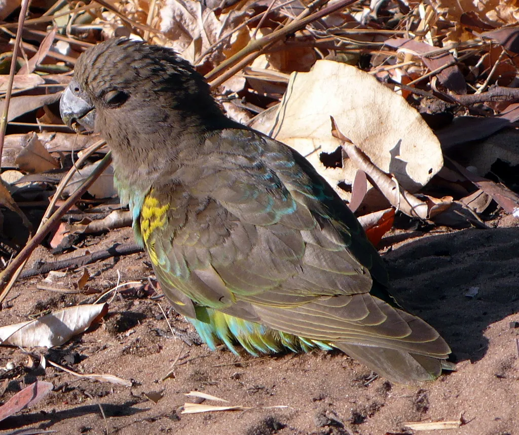 褐鹦鹉(Poicephalus meyeri)