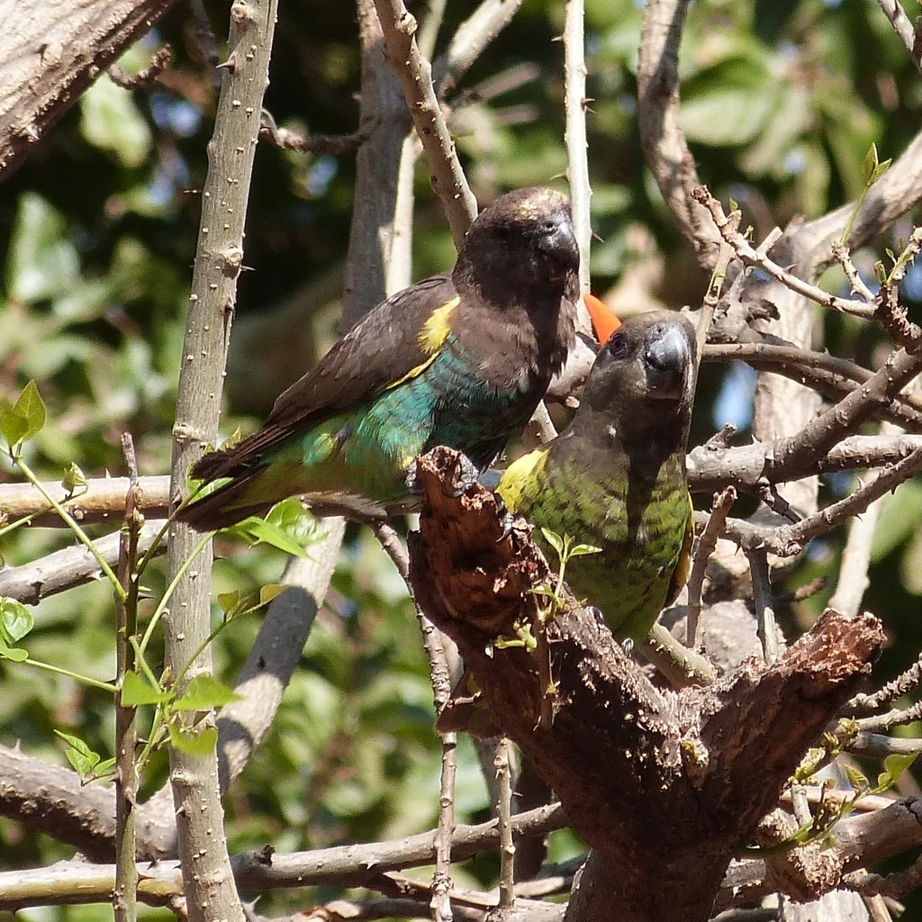 褐鹦鹉(Poicephalus meyeri)