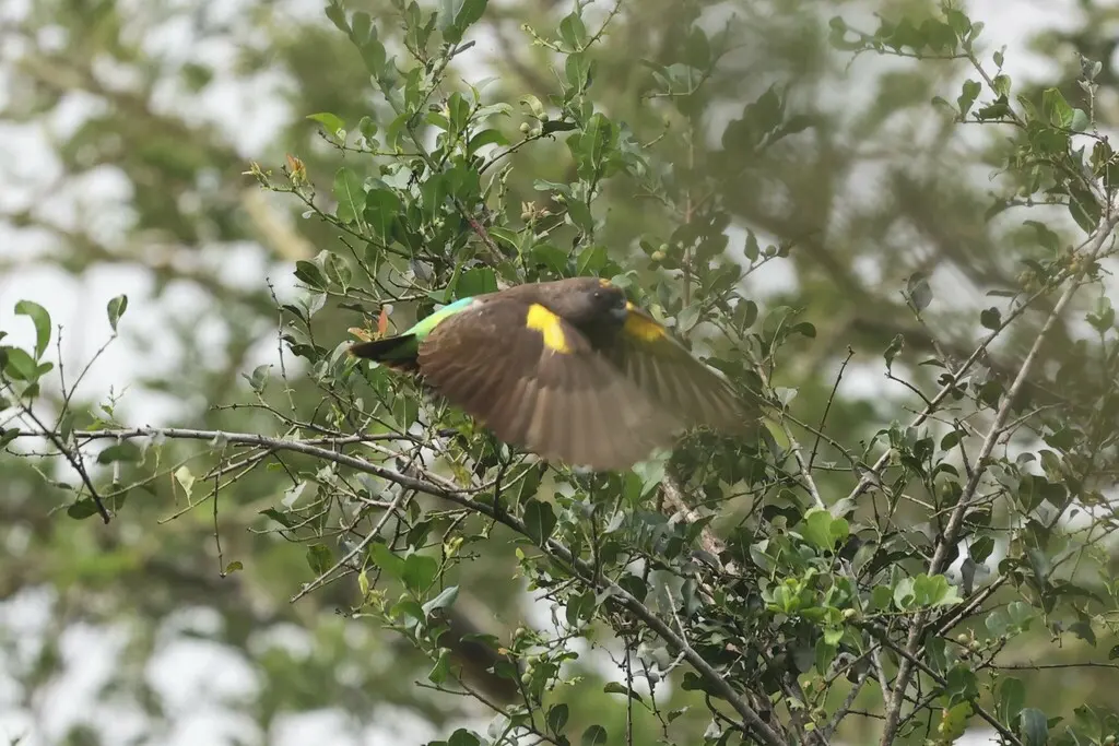褐鹦鹉(Poicephalus meyeri)