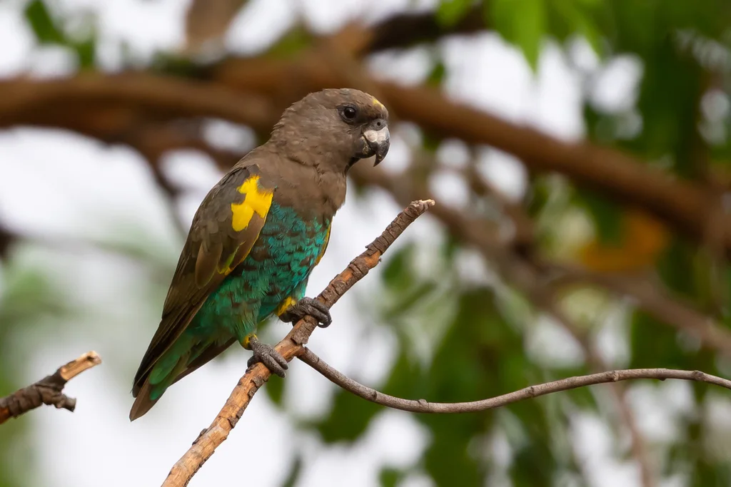 褐鹦鹉(Poicephalus meyeri)