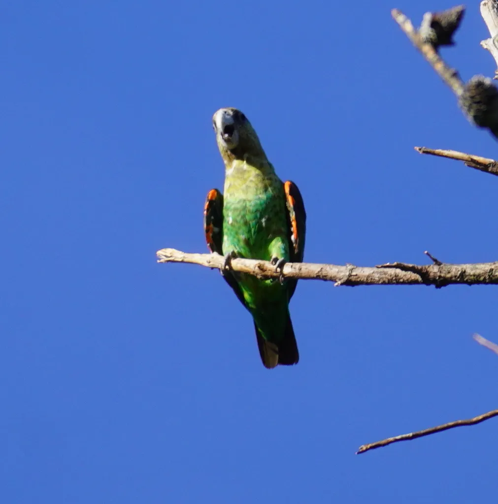 好望角鹦鹉(Poicephalus robustus)