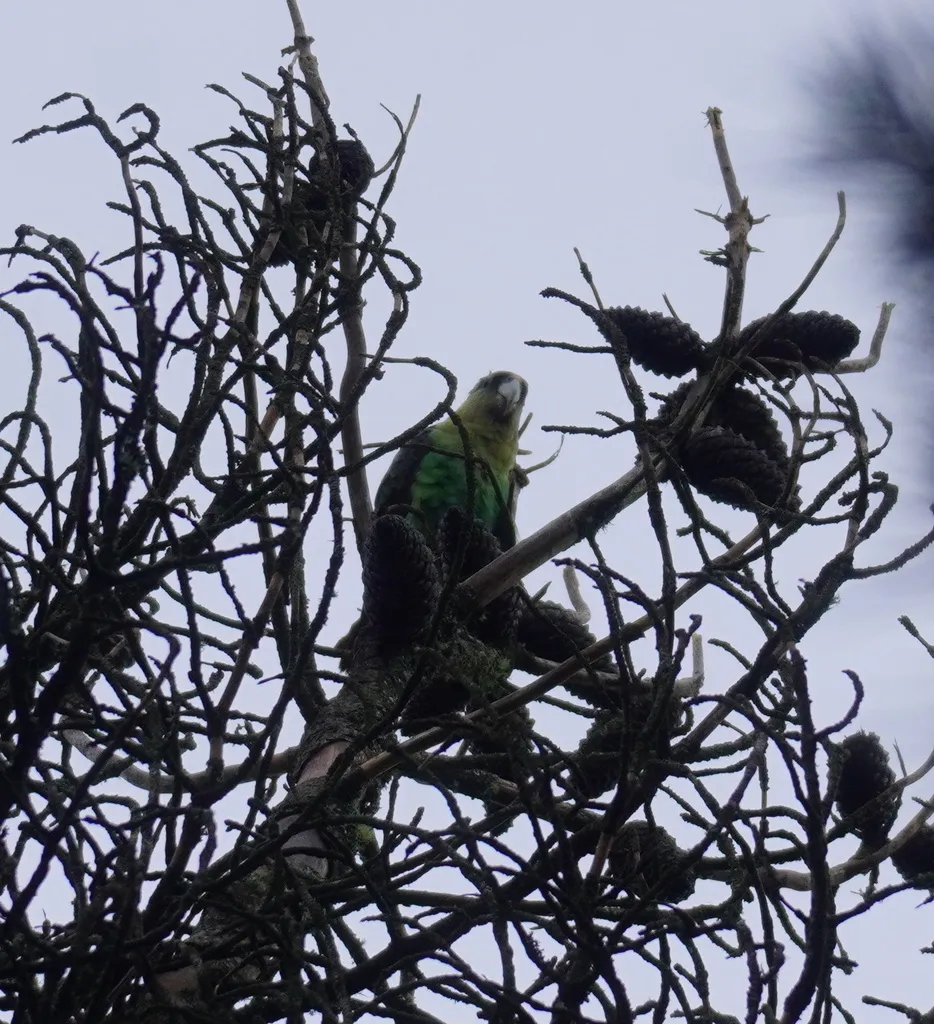 好望角鹦鹉(Poicephalus robustus)